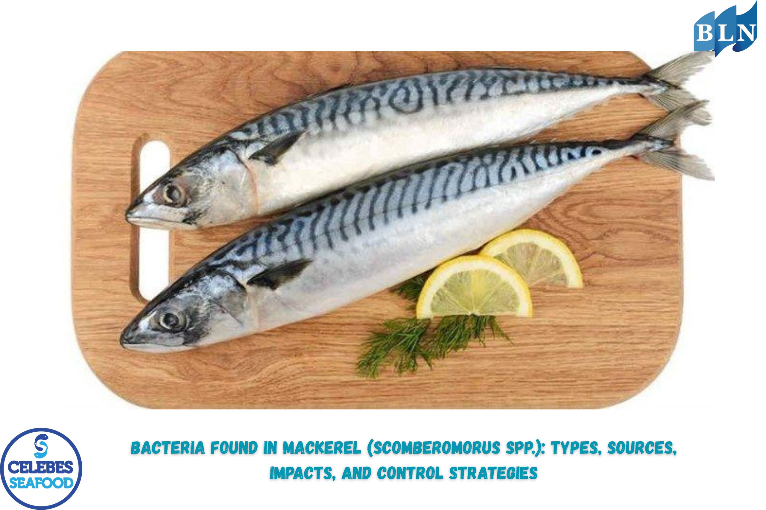 BACTERIA FOUND IN MACKEREL (Scomberomorus spp.): TYPES, SOURCES, IMPACTS, AND CONTROL STRATEGIES